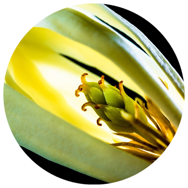 Champaca Flower (Michelia champaca ) CO2 Extract
