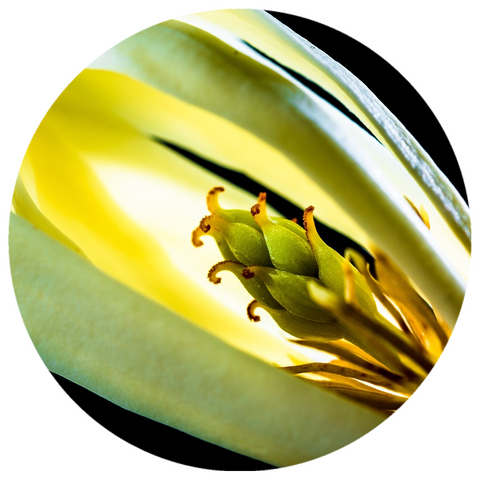 Champaca Flower (Michelia champaca ) CO2 Extract