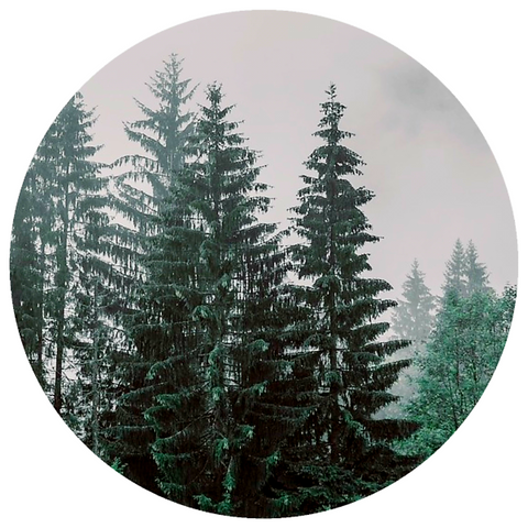 Douglas Fir and Scots Pine Co-Distillation (Pseudotsuga menziesii, Pinus sylvestris) Essential Oil