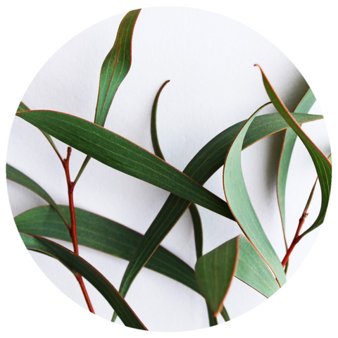 Eucalyptus (Eucalyptus globulus) Absolute