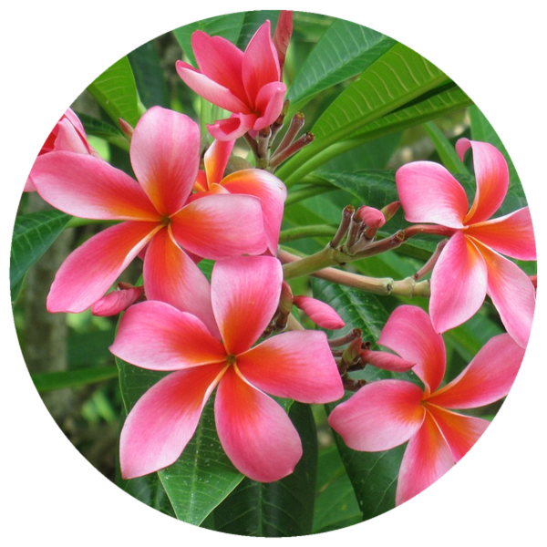 Frangipani, Red (Plumeria rubra) Absolute