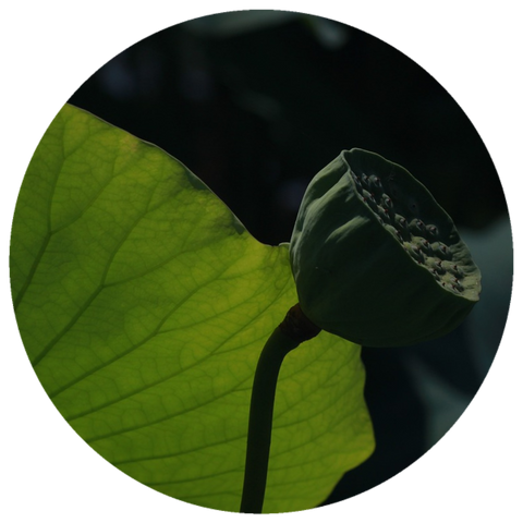 Blue Lotus Seed (Nelumbo nucifera) Organic CO2 Extract