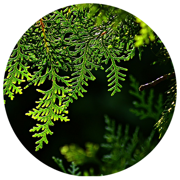 Siam Wood (Fokinia hodginsii) Organic Essential Oil