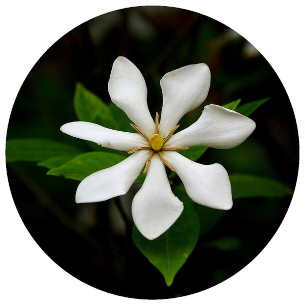 Gardenia Tiare Tahitensis