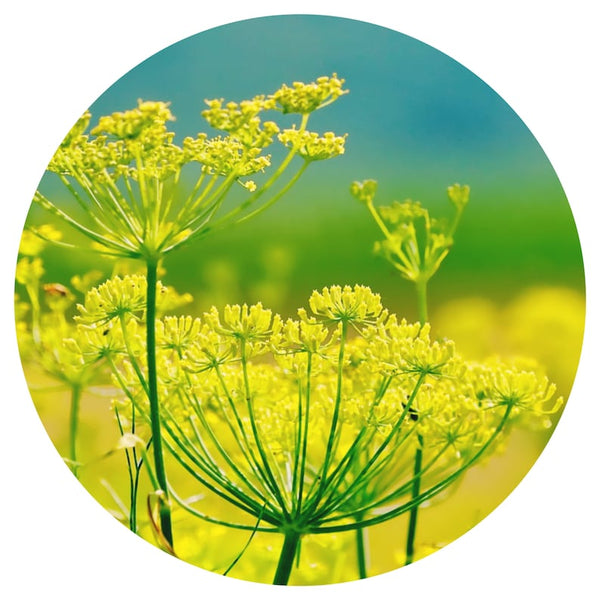 Fennel Seed (Foeniculum vulgare) Organic Essential Oil