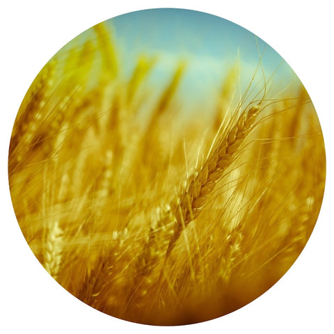 Bran (Triticum aestivum L.) Absolute