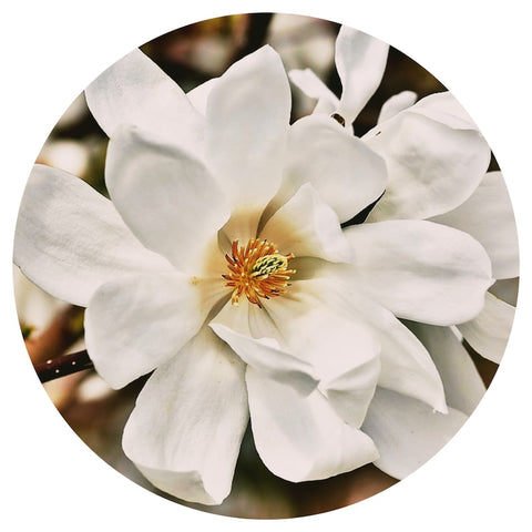 Magnolia Floral Wax