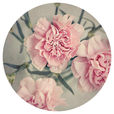 Carnation (Dianthus caryophyllus) Absolute