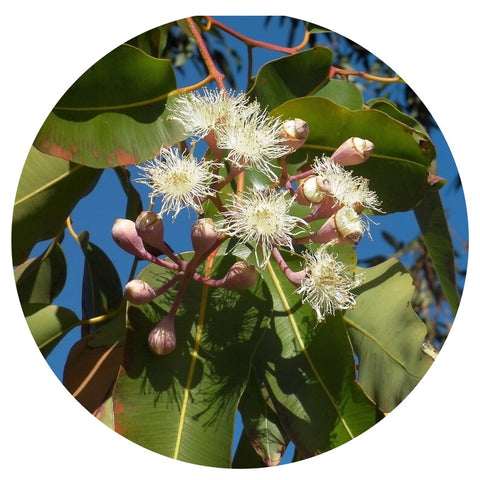 Eucalyptus, Lemon (Eucalyptus citriodora) Organic Essential Oil