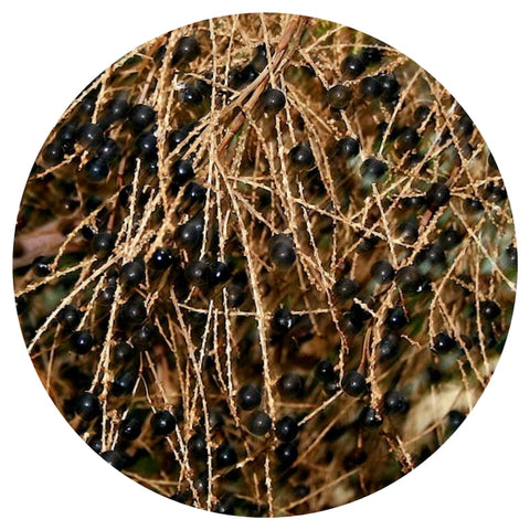 Saw Palmetto Berry (Sabal serulata) Wilcrafted CO2 Extract