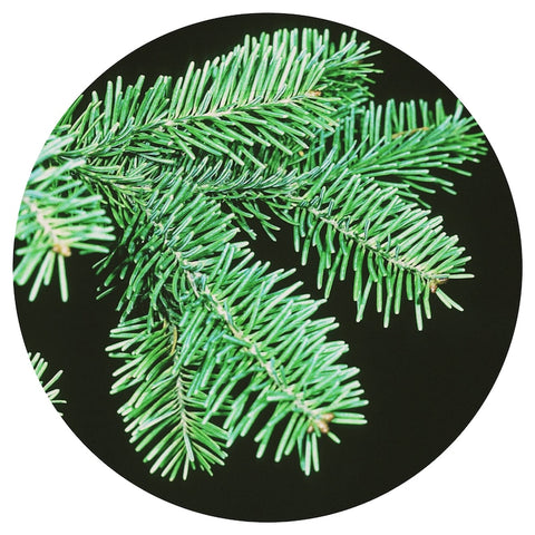 Fir Balsam (Abies balsamea) Wildcrafted Absolute