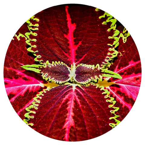 Coleus Root (Coleus forskolii) Organic Essential Oil
