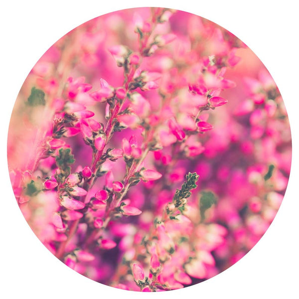 Heather (Calytrix exstipulata) Wildcrafted Essential Oil