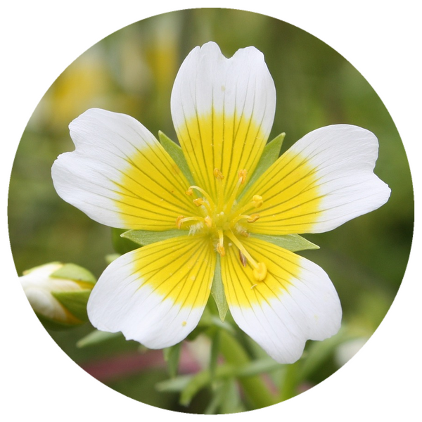 Meadowfoam Seed Oil (Limnanthes alba)