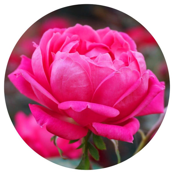 Rose Otto, Persian (Rosa damascena) Essential Oil