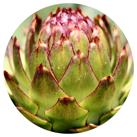 Artichoke (Cynara scolymus) Absolute