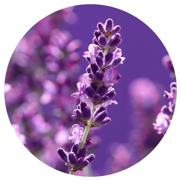 Lavender Maillette (Lavandula angustifolia) Organic Essential Oil