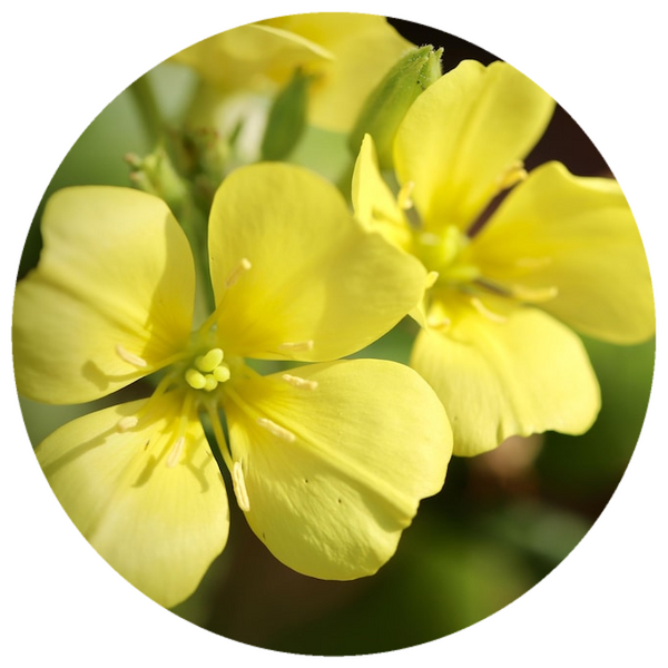 Evening Primrose Oil (Oenothera biennis) Organic Cold Pressed