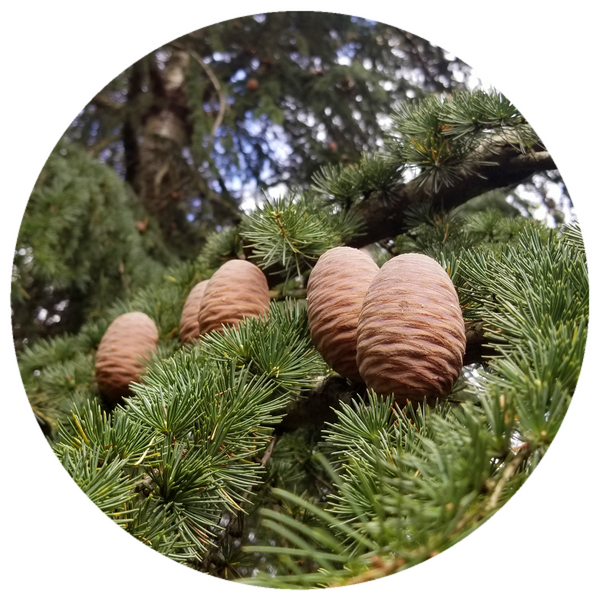 Templin Fir Cone (Abies alba) Infused with Resin Essential Oil