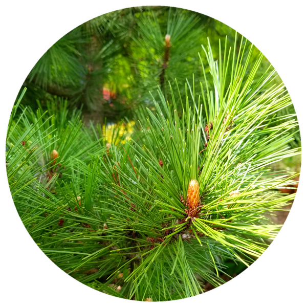 Pine, Red (Pinus resinosa) Wildcrafted Essential Oil