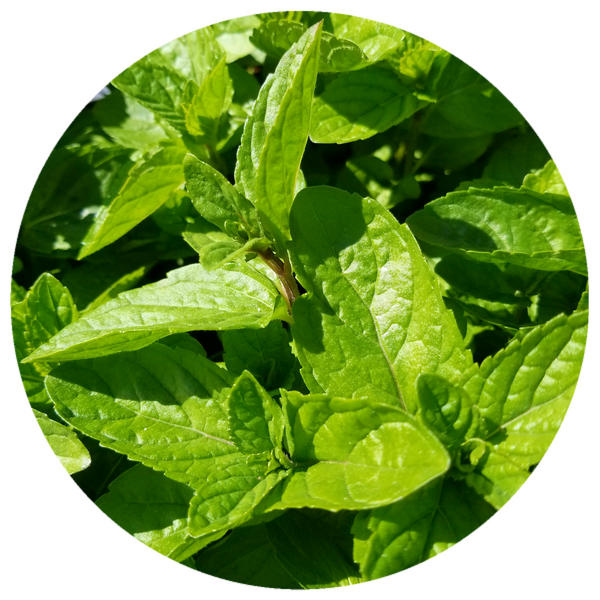 Peppermint Mentha piperita Organic Essential Oil