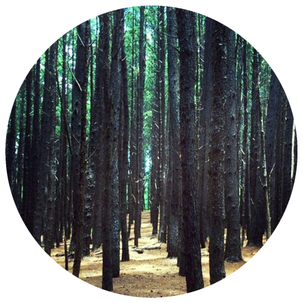 Pine Tar, France (Pinus pinaster) Absolute