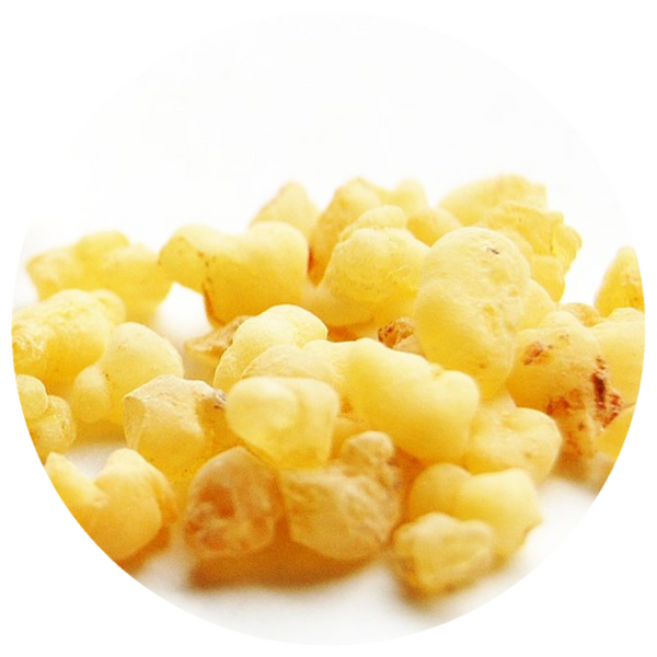 Frankincense (Boswellia carterii) Essential Oil