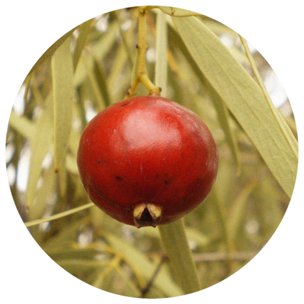 Sandalwood, Nut Oil (Santalum spicatum) Sustainable CO2 Extract