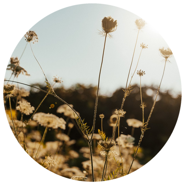 Carrot Seed (Daucus carota) Organic Essential Oil