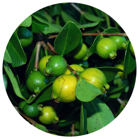 Guava Seed Oil (Psidium guajava) Organic Cold Pressed