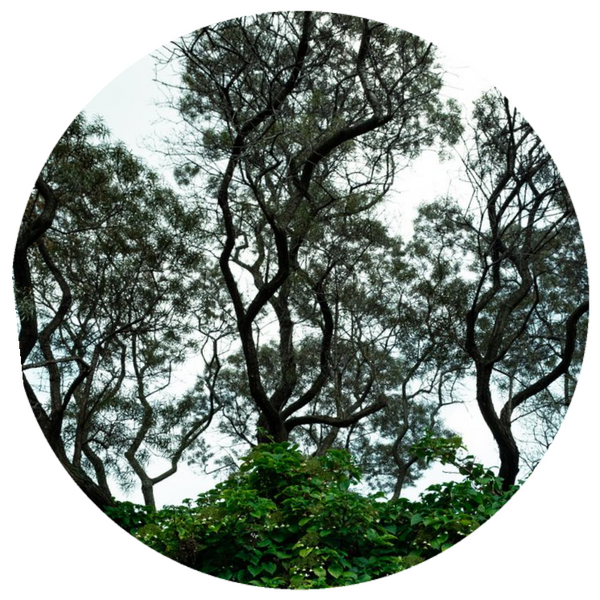 Palo Santo Wood (Bursera graveolens) Wildcrafted Essential Oil