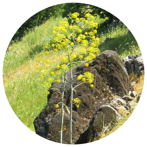 Galbanum (Ferula galbaniflua) Wildcrafted Essential Oil