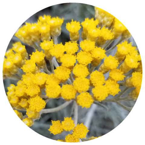 Immortelle (Helichrysum italicum) Organic Essential Oil