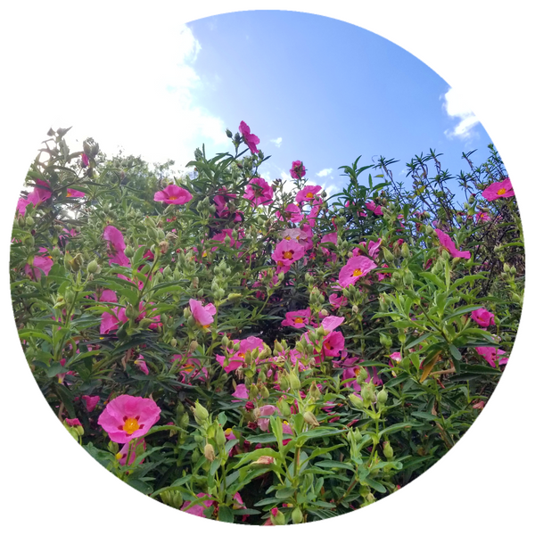 Labdanum (Cistus ladaniferus) Wildcrafted Absolute