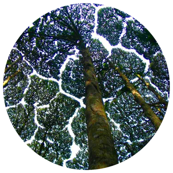 Borneo Camphor (Dryobalanops aromatica) Rare Essential Oil