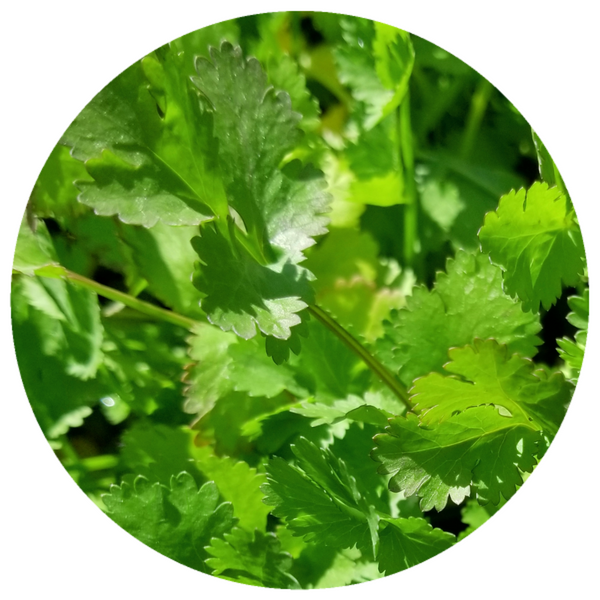 Cilantro (Coriandrum sativum L.) Organic Essential Oil