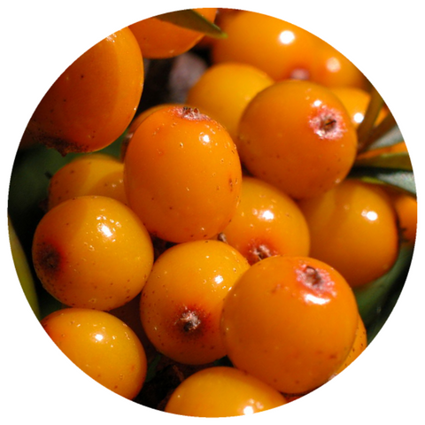 Sea Buckthorn Berry (Hippophae rhamnoides) Organic CO2 Extract Essential Oil