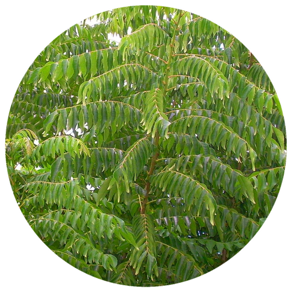 Curry Leaf (Murraya koenigii) Organic CO2 Extract