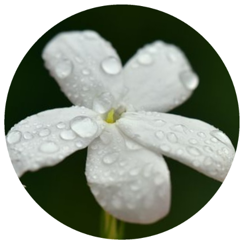 Jasmine Attar (Santalum album, Hibiscus abelmoschus, Jasminum sambac) Essential Oil