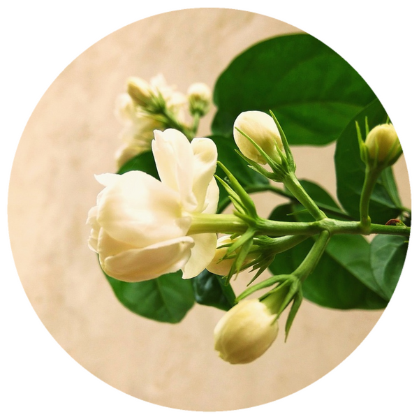 Jasmine Sambac (Jasminum sambac) Organic Absolute