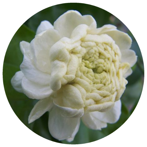 Jasmine Enfleurage Oil