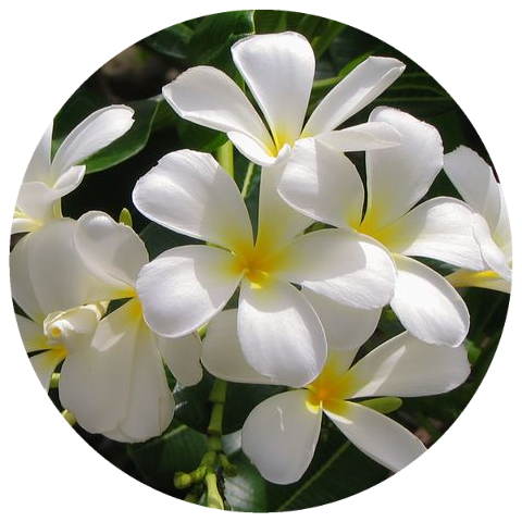 Frangipani (Plumeria alba) Absolute