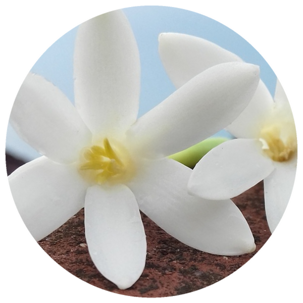 Tuberose (Polianthes tuberosa) Absolute