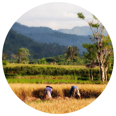 Patchouli, (Pogostemon cablin) Aceh Barat Aged Vintage 2012 Essential Oil