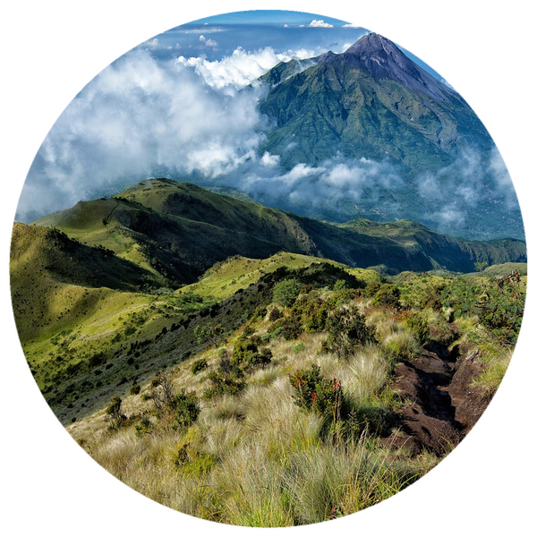 Patchouli (Pogostemon cablin) Organic Essential Oil