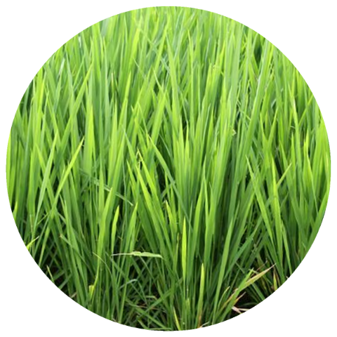 Palmarosa (Cymbopogon martinii) Organic Essential Oil