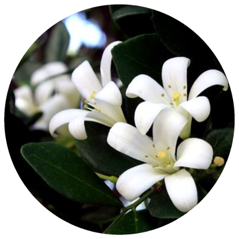 Orange Blossom (Citrus aurantium var. amara) Absolute