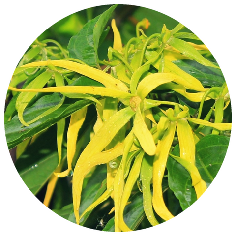 Ylang Ylang Extra (Cananga odorata genuina) Organic Essential Oil