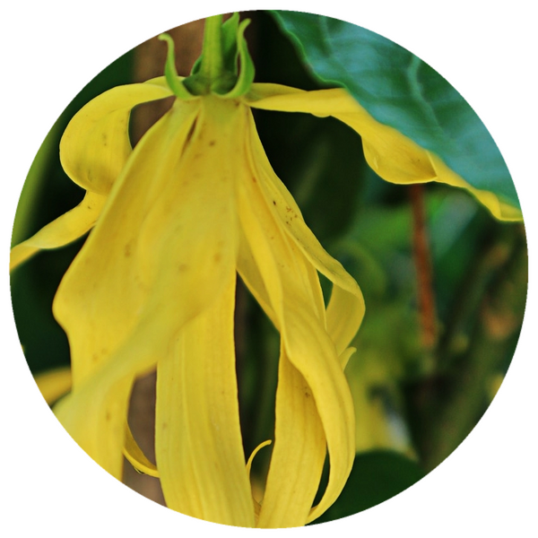 Ylang Ylang Enfleurage Oil