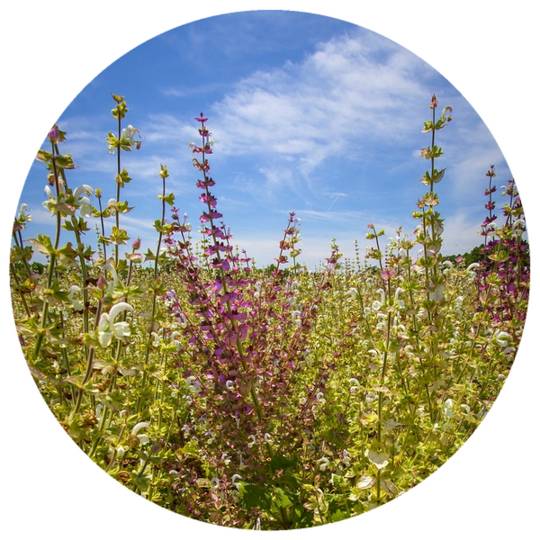 Clary Sage (Salvia sclarea) Organic High Sclareol Essential Oil